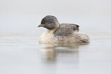 Image. Hoary-headed Grebe