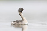 Image. Hoary-headed Grebe