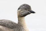 Image. Hoary-headed Grebe