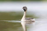 Image. Hoary-headed Grebe