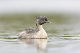 Image. Hoary-headed Grebe