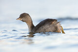 Image. Hoary-headed Grebe