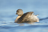 Image. Hoary-headed Grebe