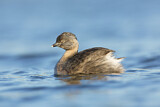 Image. Hoary-headed Grebe