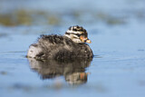 Image. Hoary-headed Grebe