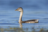 Image. Hoary-headed Grebe