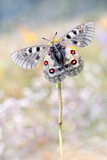 Image. Hochalpen-Apollofalter