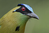 Image. Hochlandmotmot