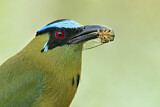 Image. Hochlandmotmot