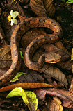 Image. Hognosed Pit Viper