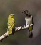 Image. Holub's Golden Weaver & Common Bulbul