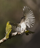 Image. Holub's Golden Weaver & Common Bulbul