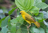 Image. Holub's Golden Weaver