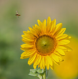 Image. Honigbiene an Sonnenblume