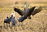 Image. Hooded Crane