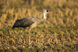 Image. Hooded Crane