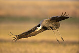 Image. Hooded Crane