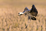 Image. Hooded Crane