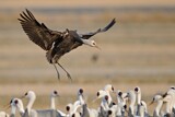Image. Hooded Crane