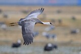 Image. Hooded Crane