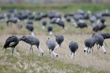 Image. Hooded Crane