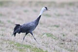 Image. Hooded Crane