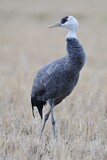 Image. Hooded Crane
