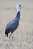Image. Hooded Crane
