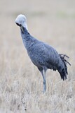 Image. Hooded Crane