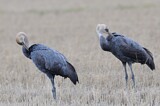 Image. Hooded Crane