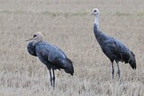 Image. Hooded Crane