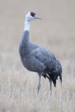 Image. Hooded Crane