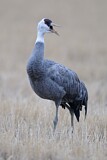Image. Hooded Crane