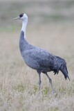 Image. Hooded Crane
