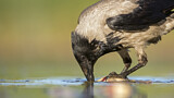 Image. Hooded Crow