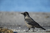 Image. Hooded Crow