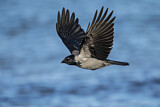Image. Hooded Crow
