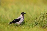 Image. Hooded Crow