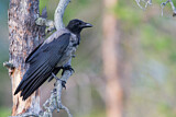 Image. Hooded Crow