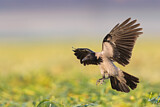 Image. Hooded Crow