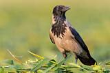 Image. Hooded Crow