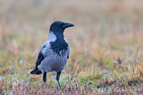 Image. Hooded Crow