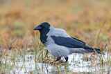 Image. Hooded Crow