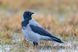 Image. Hooded Crow