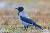 Image. Hooded Crow