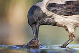 Image. Hooded Crow