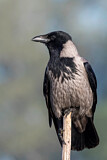 Image. Hooded Crow