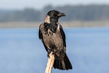 Image. Hooded Crow