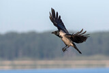 Image. Hooded Crow