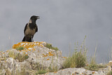 Image. Hooded Crow